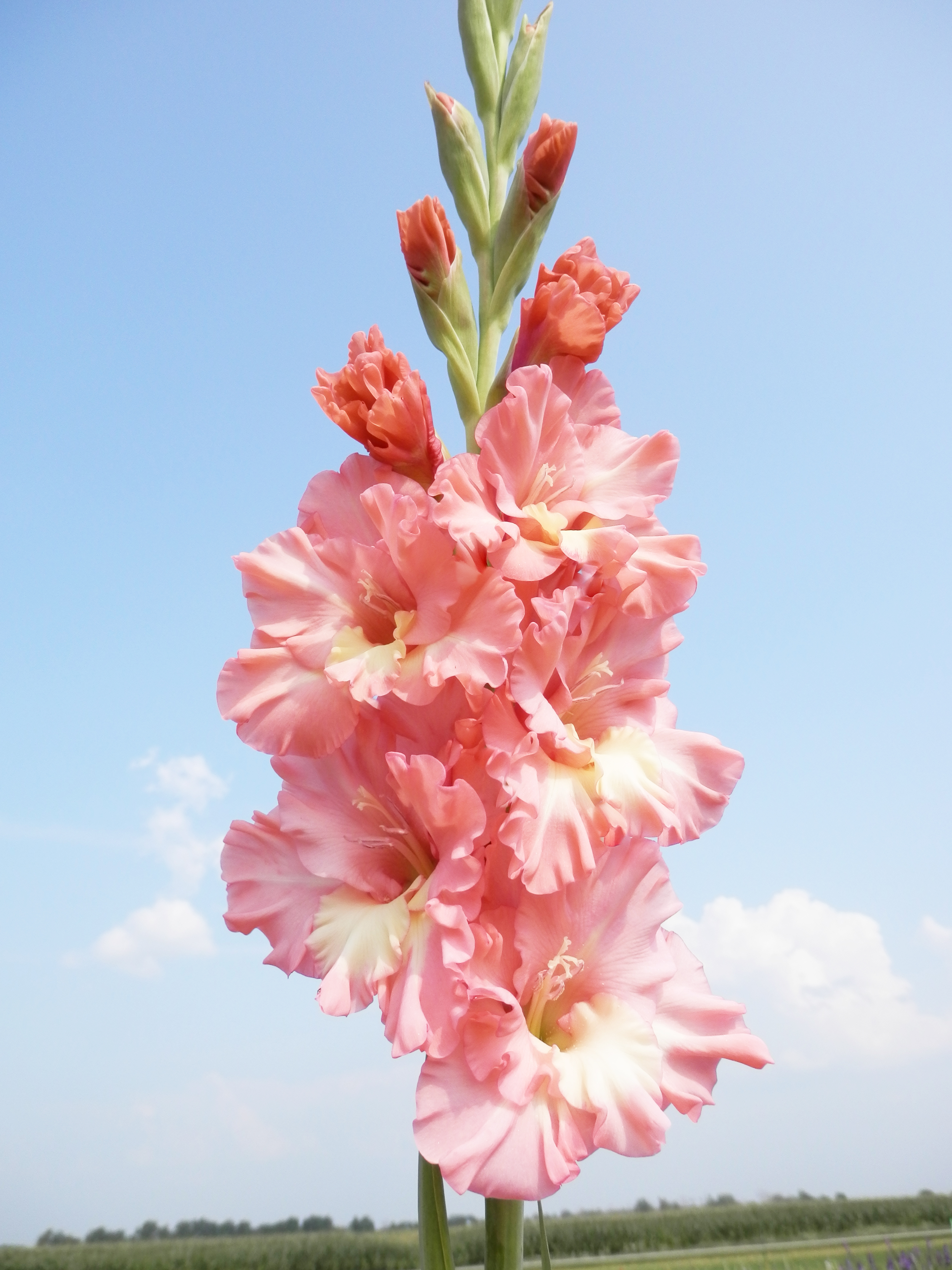 Image result for gladiolus rose gold